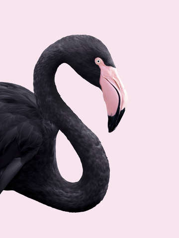 Black flamingo