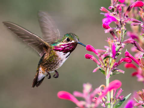 Calliope hummingbird