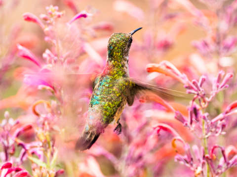 Hummingbird 5