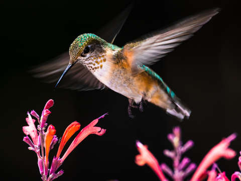 Female hummingbird in flight