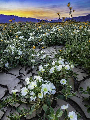 Primrose twilight
