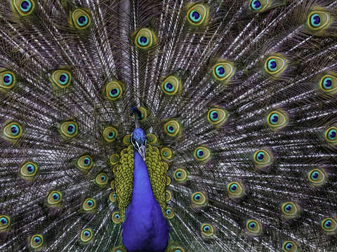 Proud peacock