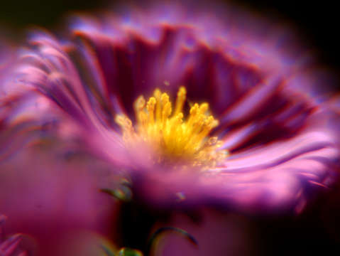 Purple haze 5