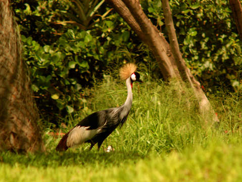 Crested crane