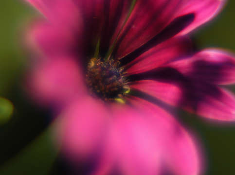 Purple flower 8