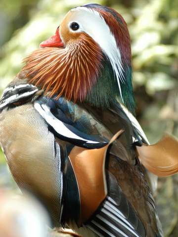 Mandarin drake