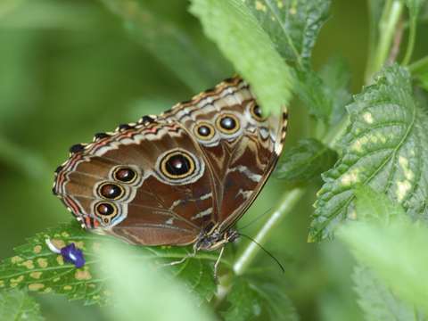 Butterfly on leaf