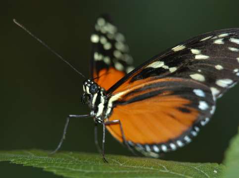 Butterfly unfolding wings