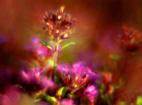 Purple cluster