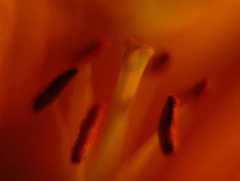 Tiger lily stamen