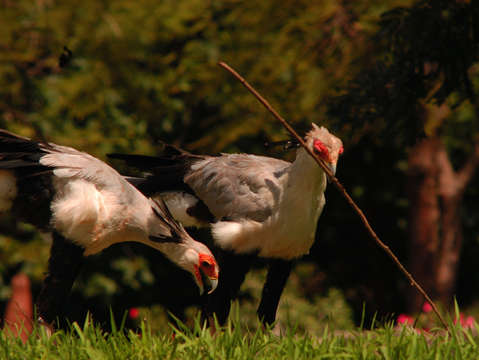 Secretary birds