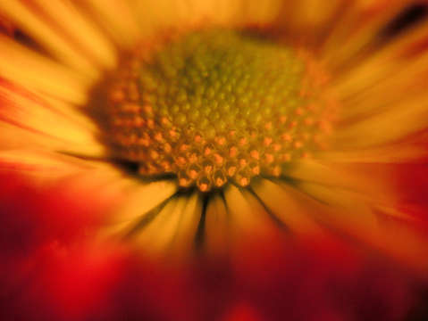Yellow flower 4