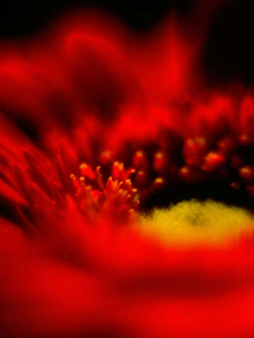 Fire flower