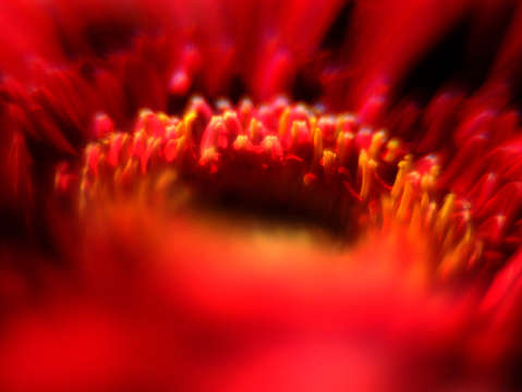 Fire flower ring