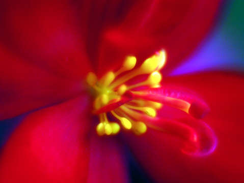 Fire tip flower