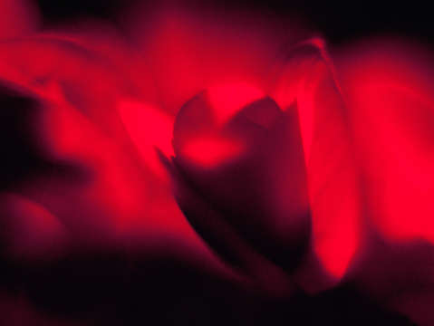 Red flower on fire