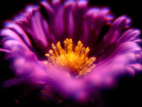 Purple haze close