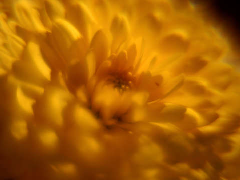 Yellow promise