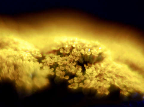 Sea of yellow