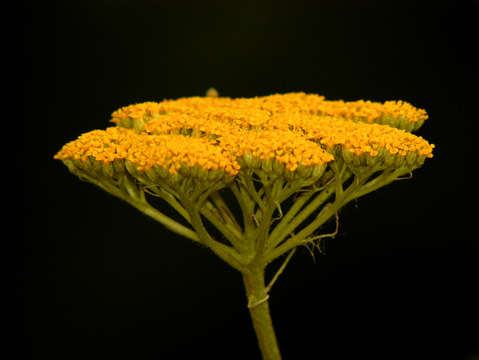 Yellow on black