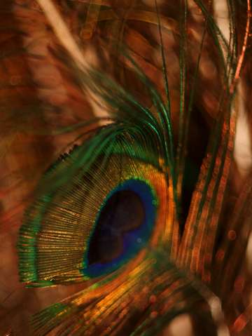 Peacock flower