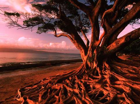 Tree on ocean beach