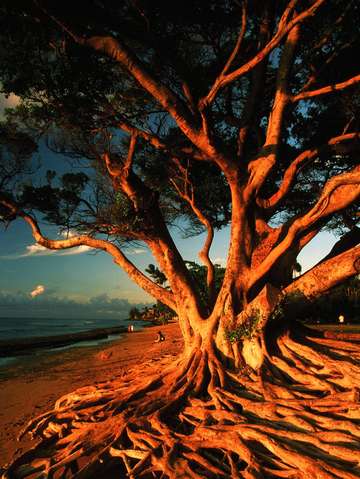 Tree on ocean beach 2