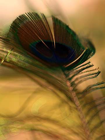 Peacock feathers 2