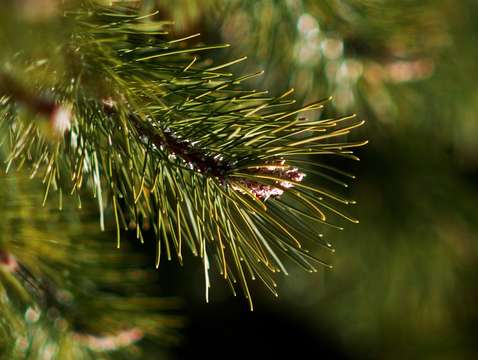 Pine needles