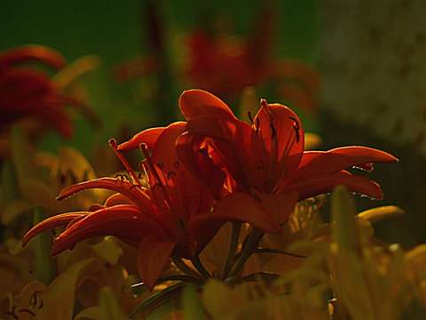 Tiger lily at dusk