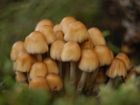 Mushroom cluster