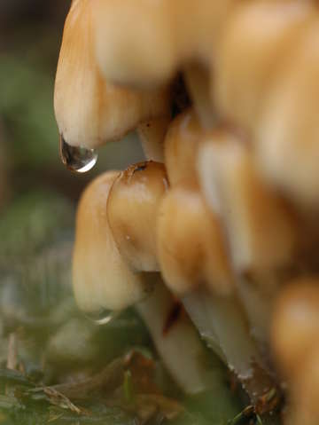 Mushroom cluster in rain