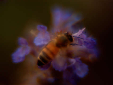 Bee on purple flower