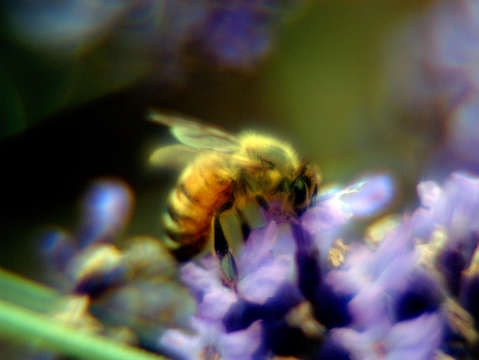 Bees on flower