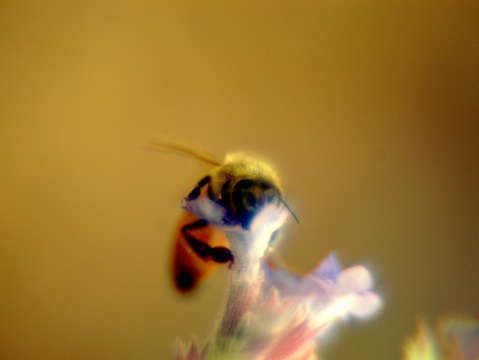 Bees on flower 2