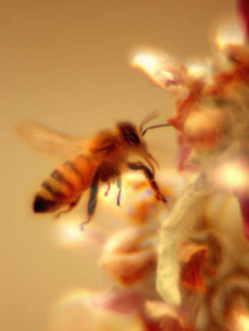 Bee hovering