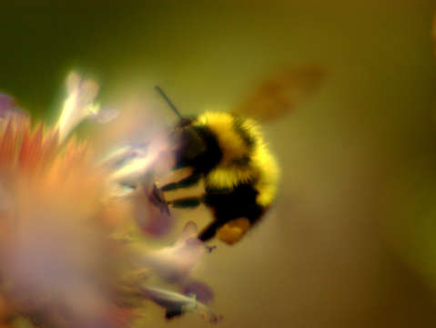 Bumblebee licking flower