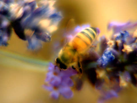 Bee in purple flowers