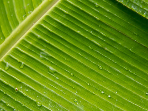 Flora dominica 1