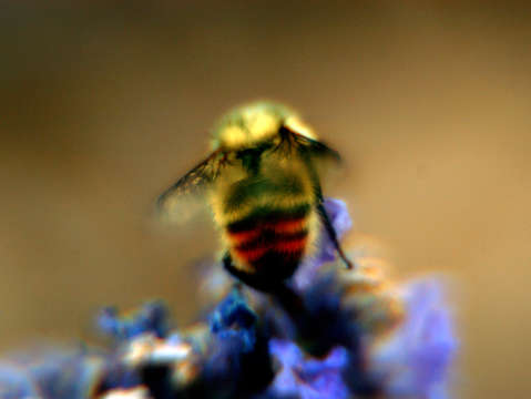 Back of bee on flower