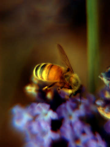 Bee feeding