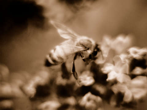 Bee in sepia tone