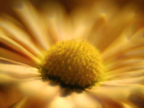 Yellow sunburst