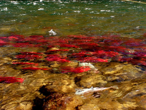 Salmon in stream