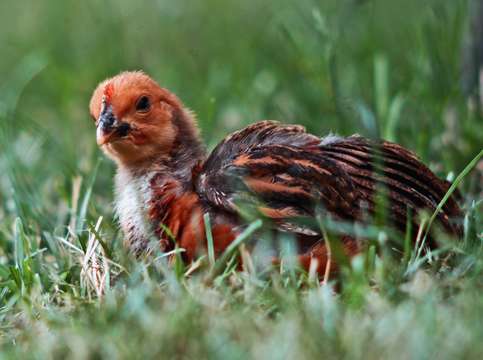 Baby chick in grass