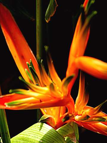 Birds of paradise 3