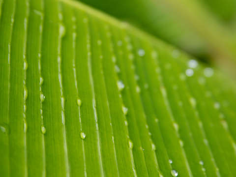 Flora Dominica 2