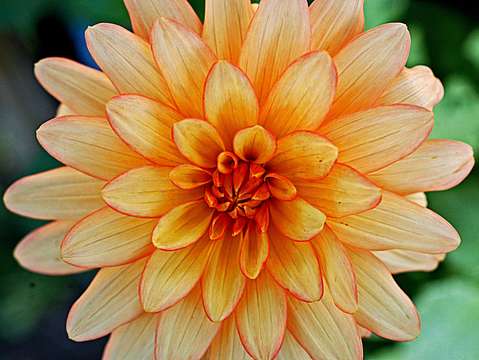 Flower 9