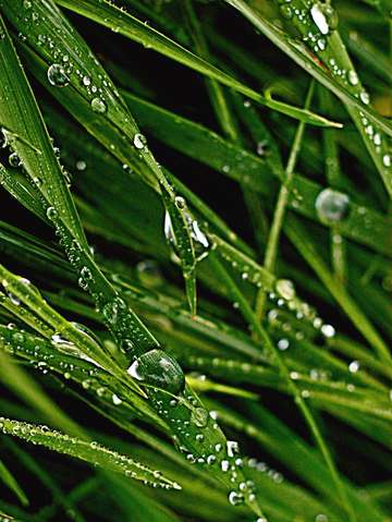 Dew on grass