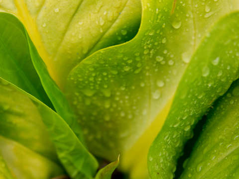 Flora dominica 3